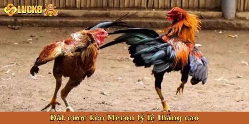 dat-cuoc-keo-meron-ty-le-thang-cao