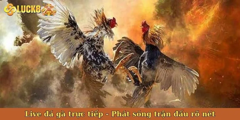 live-da-ga-truc-tiep-bia